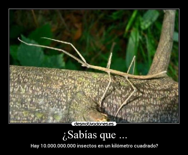 ¿Sabías que ... - Hay 10.000.000.000 insectos en un kilómetro cuadrado?