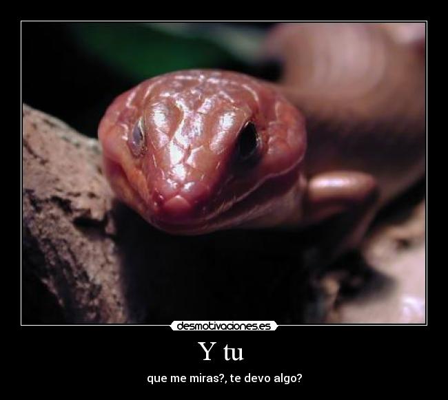 Y tu  - 