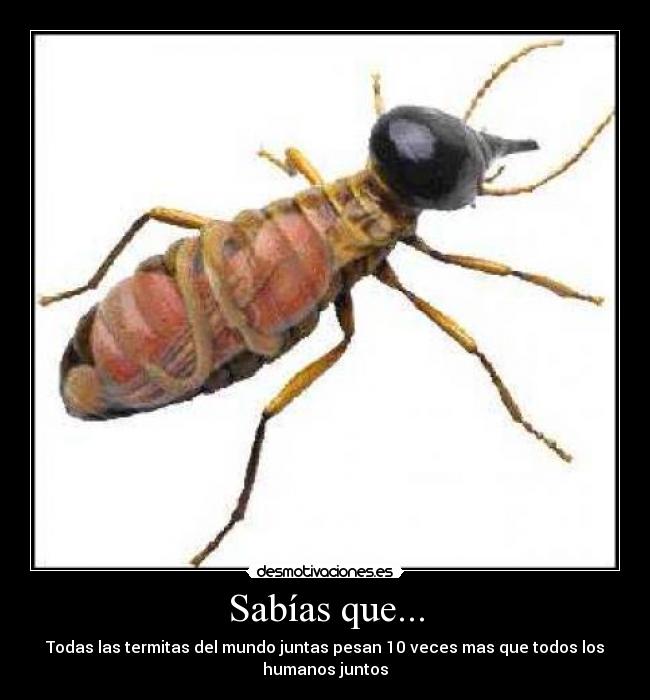 Sabías que... - Todas las termitas del mundo juntas pesan 10 veces mas que todos los
humanos juntos
