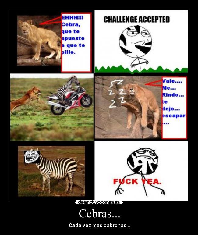 Cebras... - Cada vez mas cabronas...