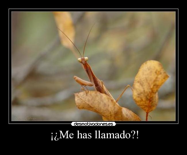¡¿Me has llamado?! -