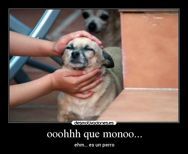 ooohhh que monoo... - ehm... es un perro