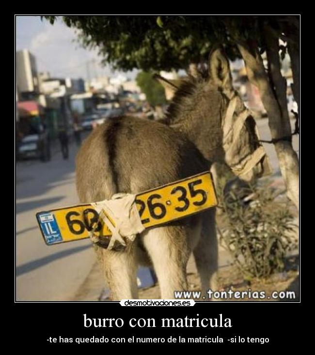 burro con matricula - -te has quedado con el numero de la matricula -si lo tengo