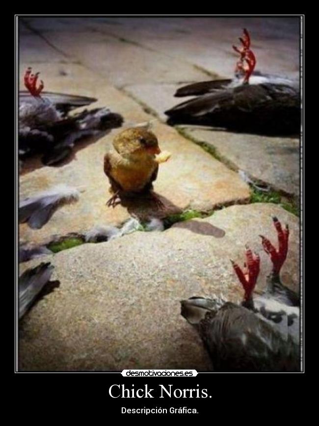 Chick Norris. - 