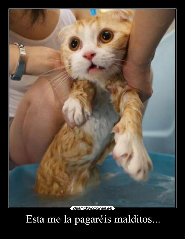 Esta me la pagaréis malditos... -