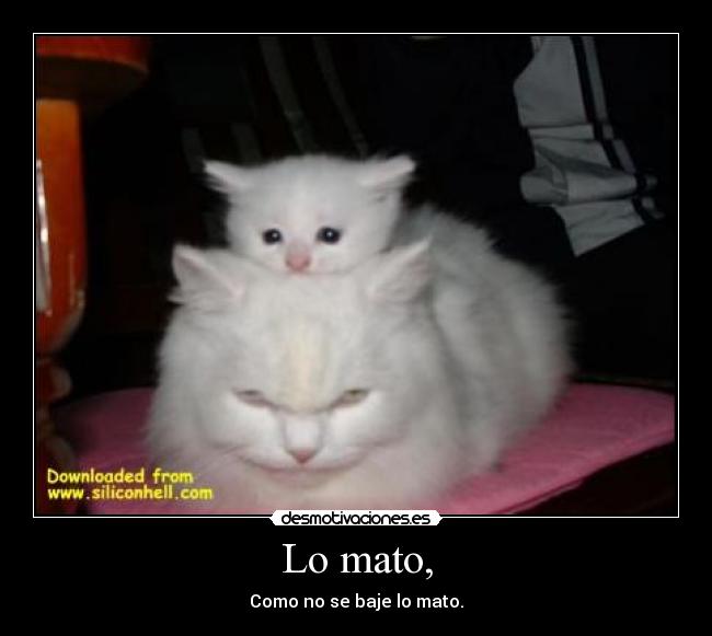 Lo mato, - Como no se baje lo mato.