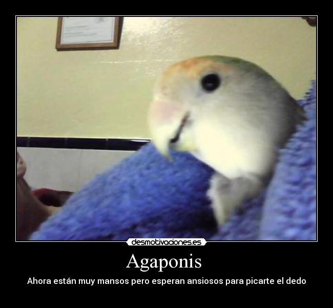 Agaponis -