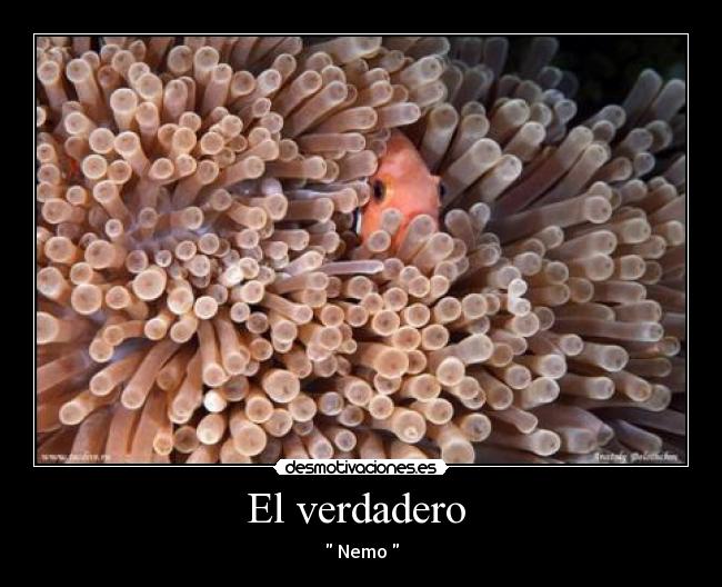 El verdadero - Nemo
