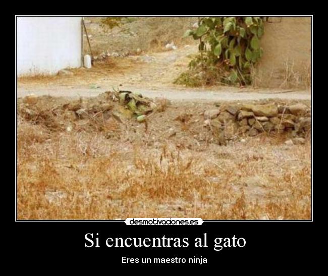 Si encuentras al gato - 