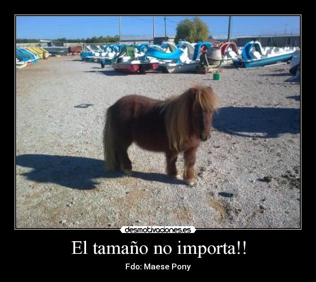 carteles pony tamano desmotivaciones