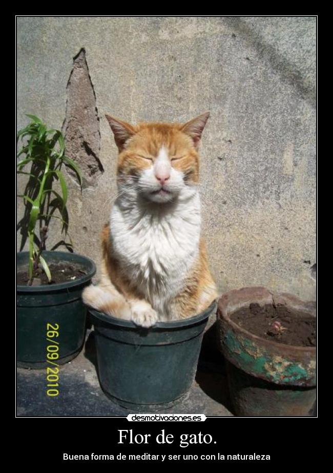 Flor de gato. - Buena forma de meditar y ser uno con la naturaleza