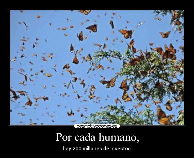 Por cada humano, - hay 200 millones de insectos.