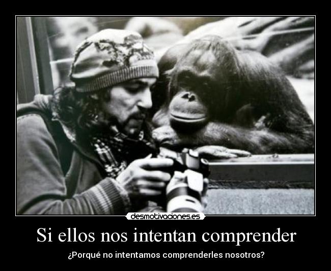 Si ellos nos intentan comprender - ¿Porqué no intentamos comprenderles nosotros?