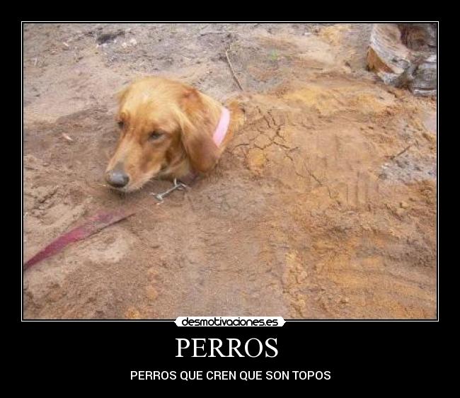 PERROS -