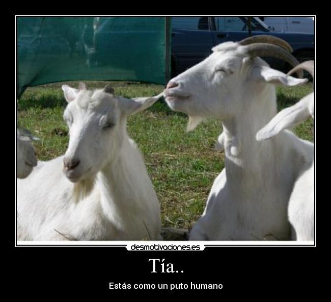 Tía.. - Estás como un puto humano