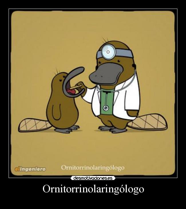 Ornitorrinolaringólogo -