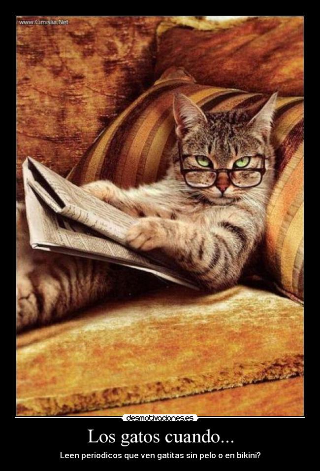 Los gatos cuando... - Leen periodicos que ven gatitas sin pelo o en bikini?