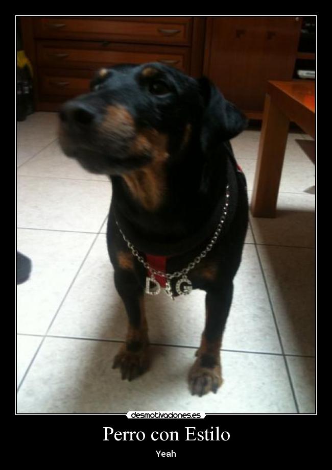 Perro con Estilo - 