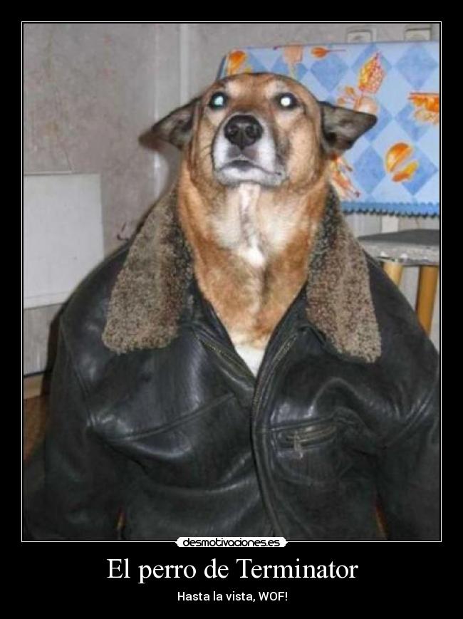 carteles terminator perro comico ladrido humor personaje animales desmotivaciones