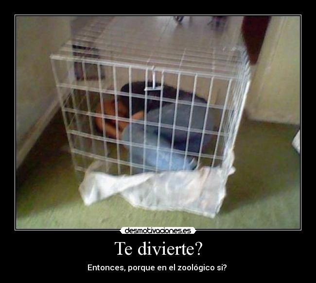 Te divierte? - 