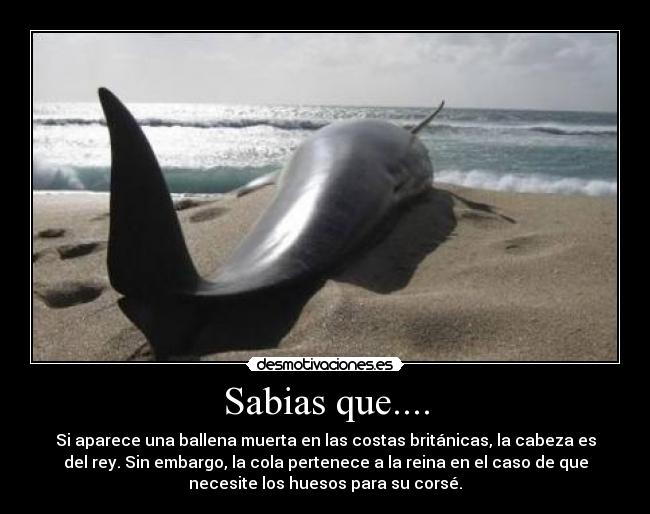 Sabias que.... - Si aparece una ballena muerta en las costas británicas, la cabeza es
del rey. Sin embargo, la cola pertenece a la reina en el caso de que
necesite los huesos para su corsé.