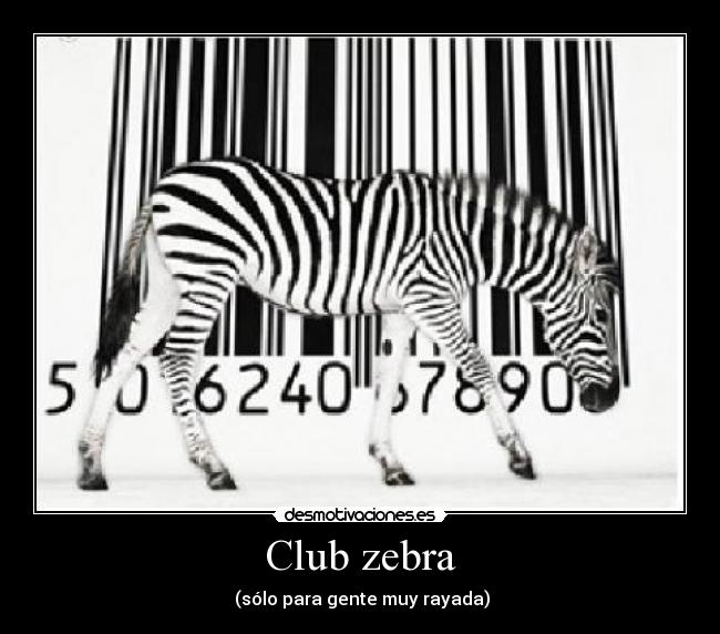 Club zebra - 