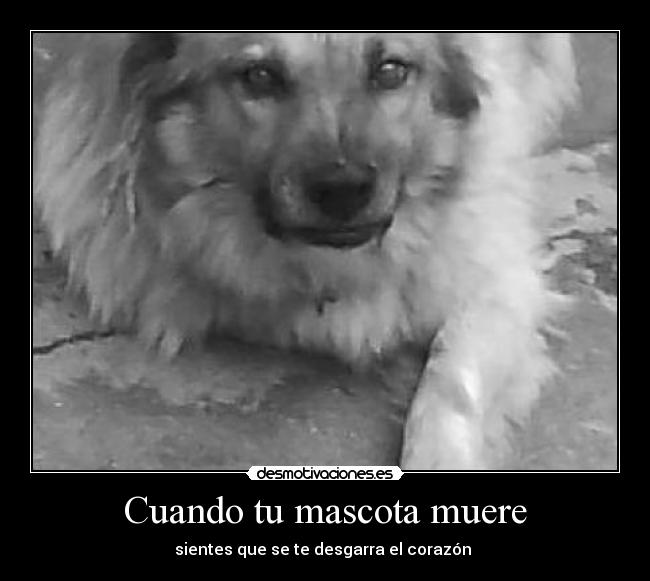 Cuando tu mascota muere - sientes que se te desgarra el corazón
