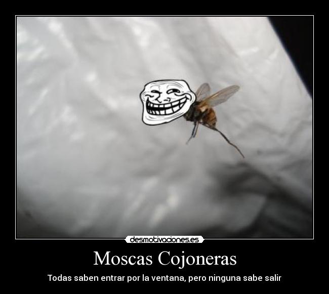 Moscas Cojoneras - 
