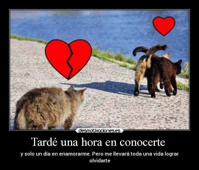 Tardé una hora en conocerte  - 