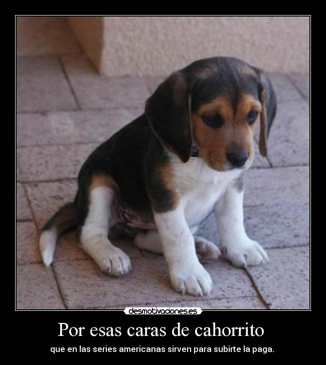 Por esas caras de cahorrito  - que en las series americanas sirven para subirte la paga. 