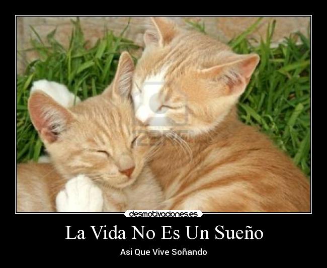 La Vida No Es Un Sueño -
