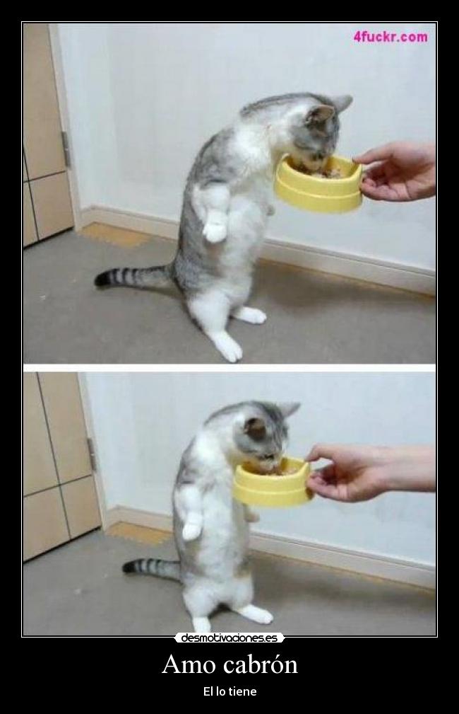 Amo cabrón - 