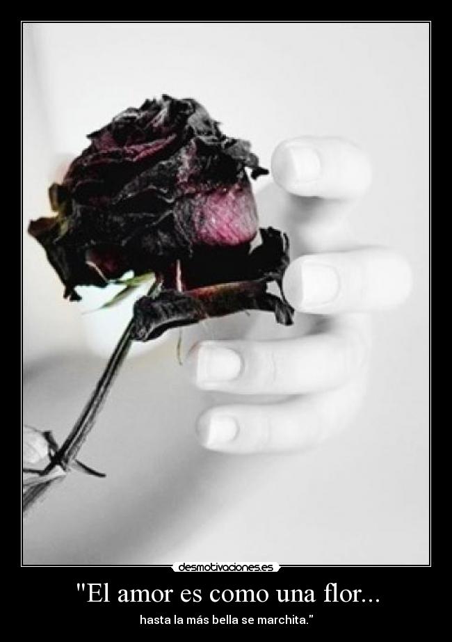 El amor es como una flor... - 