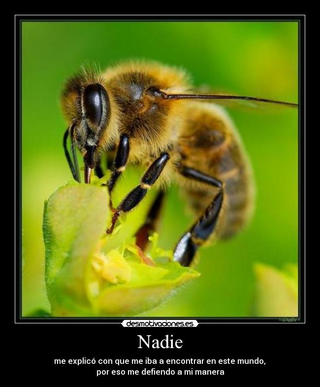 Nadie -