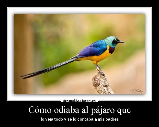 Cómo odiaba al pájaro que - 