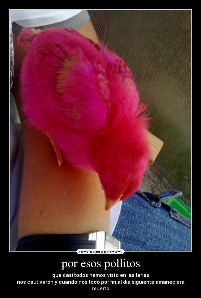 por esos pollitos - que casi todos hemos visto en las ferias
nos cautivaron y cuando nos toco por fin,al dia siguiente amaneciera muerto