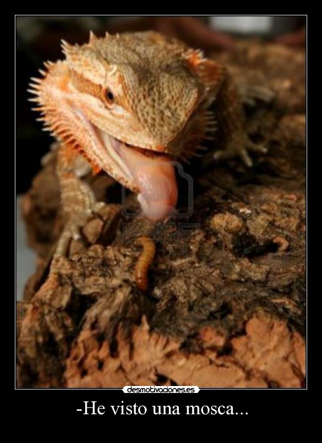 carteles ponchakoangelvegaxphobiamigue e_e desmotivaciones