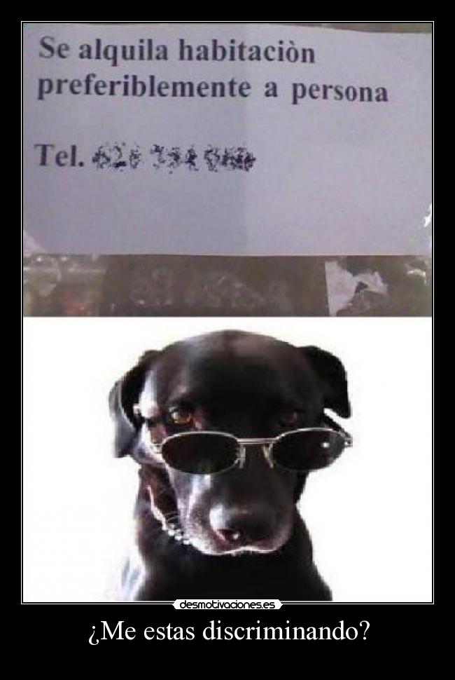 carteles perro gafas alquiler habitacion desmotivaciones