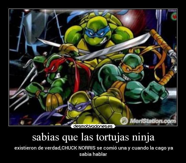 sabias que las tortujas ninja - existieron de verdad,CHUCK NORRIS se comió una y cuando la cago ya sabia hablar