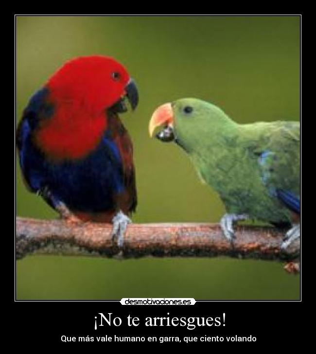 carteles pajaro desmotivaciones