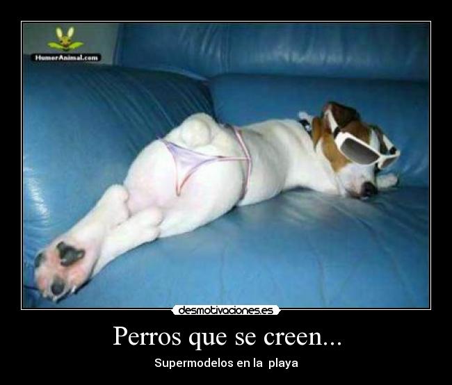 Perros que se creen... - 