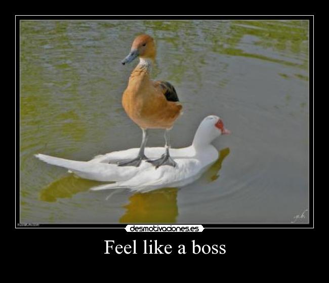 carteles feel like boss desmotivaciones