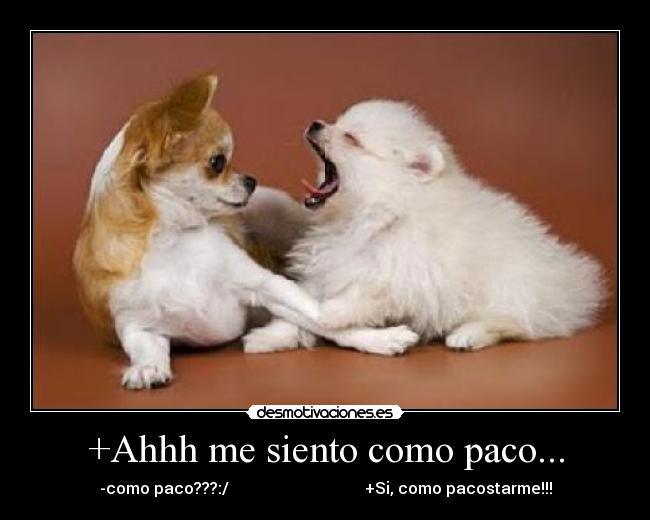 +Ahhh me siento como paco... -