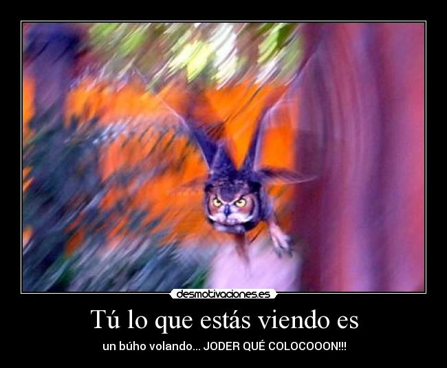 Tú lo que estás viendo es - un búho volando... JODER QUÉ COLOCOOON!!!