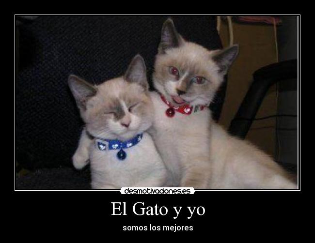 El Gato y yo -