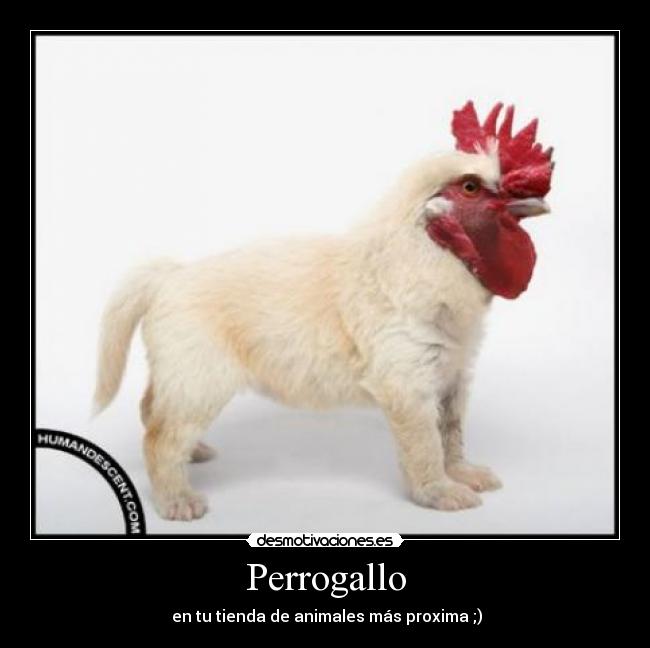 Perrogallo - 