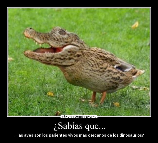 ¿Sabías que... - ...las aves son los parientes vivos más cercanos de los dinosaurios?