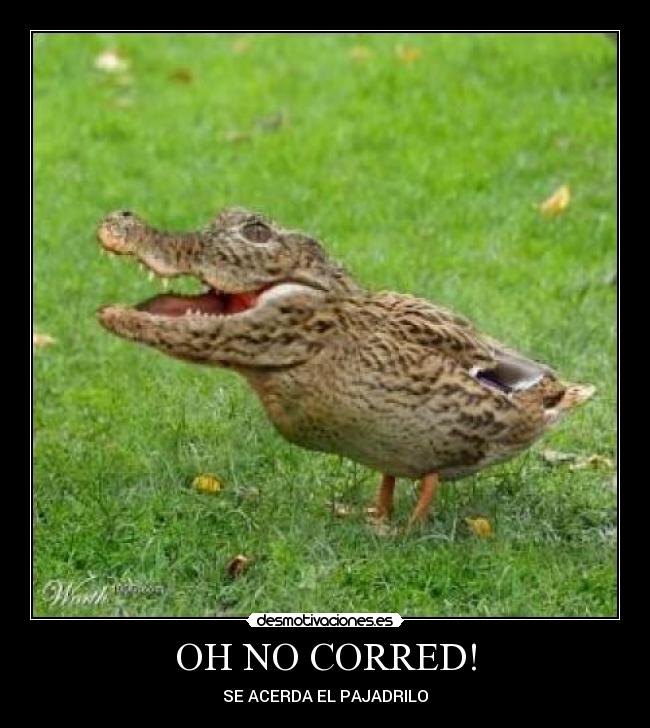 OH NO CORRED! -