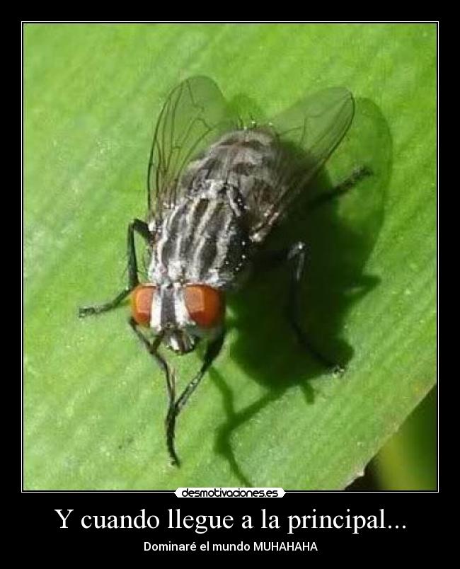 Y cuando llegue a la principal... -