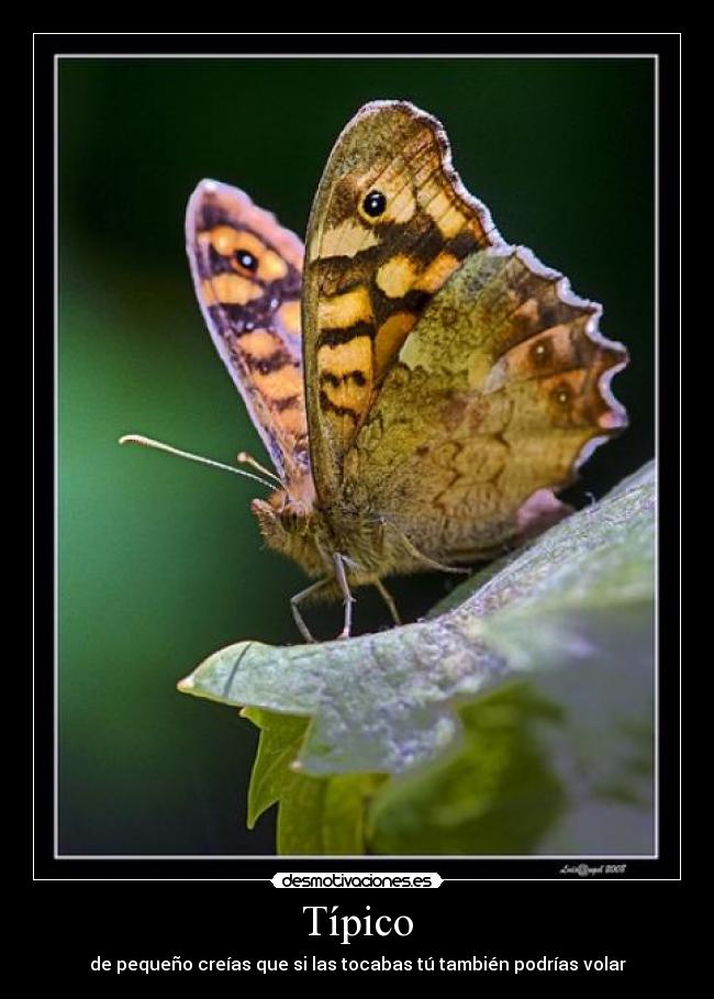 Típico - de pequeño creías que si las tocabas tú también podrías volar